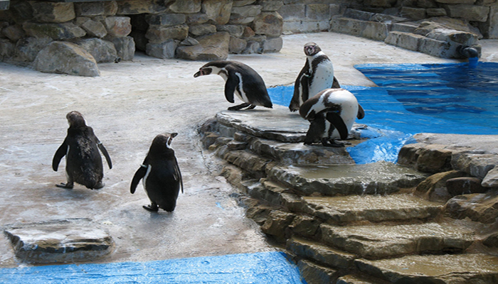 پنگوئن های جنتو (Gentoo penguin)